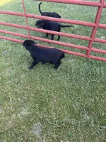 Lab 5, a female Labrador Retriever for sale in Augusta, WI – 7 of 10