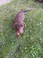 Lab 10, a male Labrador Retriever for sale in Augusta, WI – 9 of 10