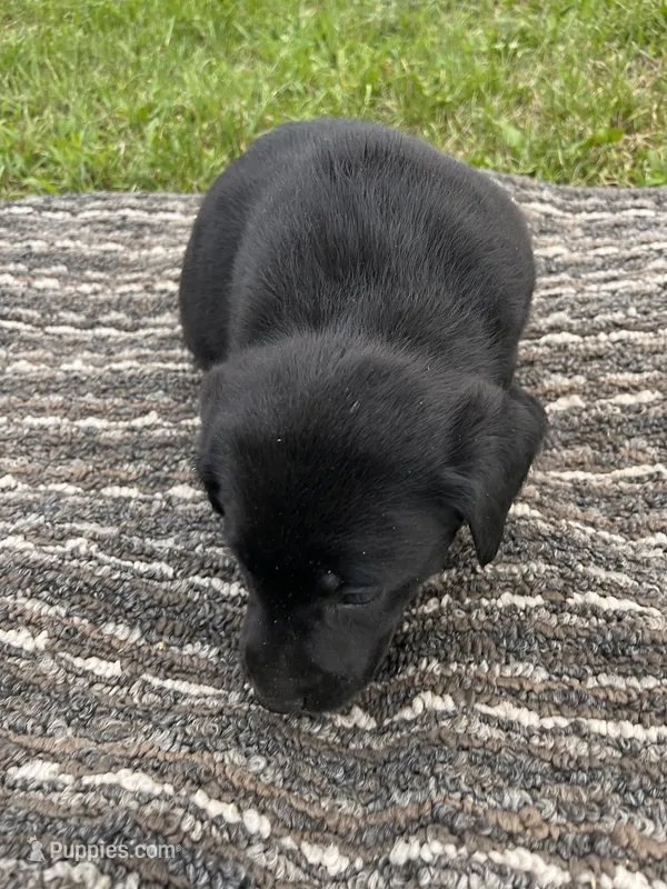 Lab 5 – Labrador Retriever puppy for sale in Augusta, WI