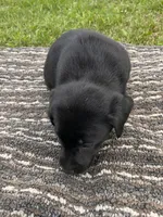Lab 5, a female Labrador Retriever for sale in Augusta, WI – 1 of 4