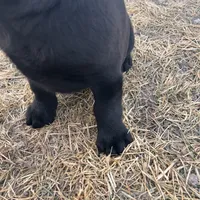 lab 3, a female Labrador Retriever for sale in Augusta, WI – Photo 5 of 10