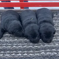 lab 3, a female Labrador Retriever for sale in Augusta, WI – Photo 7 of 10