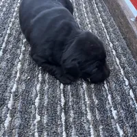 lab 3, a female Labrador Retriever for sale in Augusta, WI – Photo 2 of 10