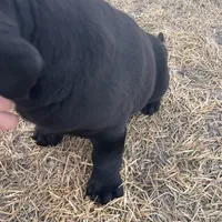 lab 3, a female Labrador Retriever for sale in Augusta, WI – Photo 10 of 10