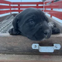 lab 3, a female Labrador Retriever for sale in Augusta, WI – Photo 1 of 10