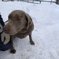 lab 3, a female Labrador Retriever for sale in Augusta, WI – Photo 4 of 10