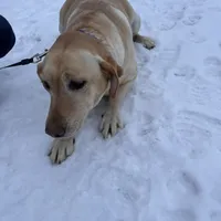 lab 3, a female Labrador Retriever for sale in Augusta, WI – Photo 6 of 10