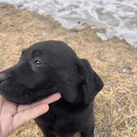 lab 3, a female Labrador Retriever for sale in Augusta, WI – Photo 9 of 10
