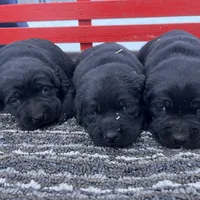 lab 3, a female Labrador Retriever for sale in Augusta, WI – Photo 8 of 10