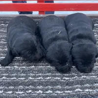 lab 3, a female Labrador Retriever for sale in Augusta, WI – Photo 3 of 10