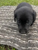Lab 5, a female Labrador Retriever for sale in Augusta, WI – 4 of 4