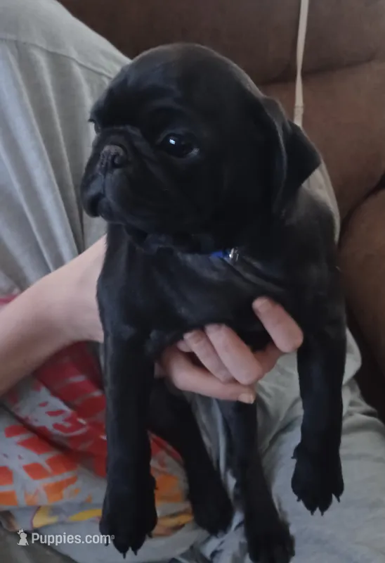 Squiggles – Pug puppy for sale in Wichita, KS