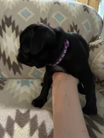 Drama, a female Pug for sale in Wichita, KS – 3 of 3