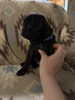 Terror, a female Pug for sale in Wichita, KS – 4 of 8