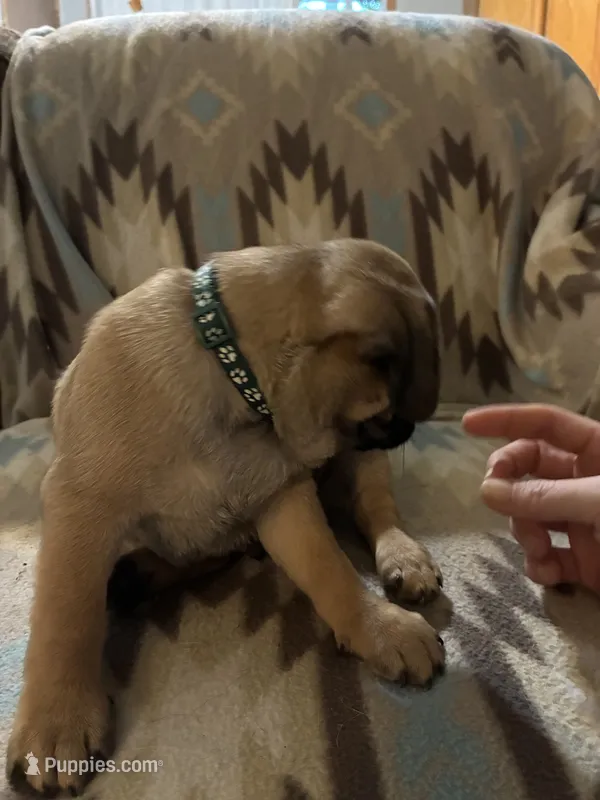 Chunky – Pug puppy for sale in Wichita, KS