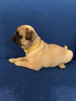 Ms Vocals, a female Pug for sale in Wichita, KS – Photo 7 of 8