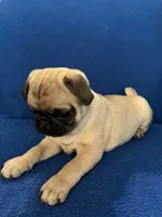 Ms Vocals, a female Pug for sale in Wichita, KS – Photo 3 of 8