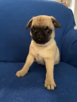 Ms Vocals, a female Pug for sale in Wichita, KS – Photo 4 of 8