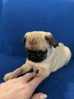 Ms Vocals, a female Pug for sale in Wichita, KS – Photo 1 of 8