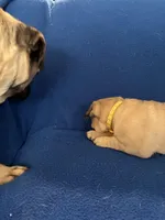 Ms Vocals, a female Pug for sale in Wichita, KS – Photo 6 of 8