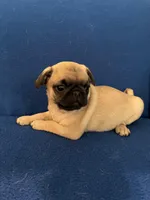 Ms Vocals, a female Pug for sale in Wichita, KS – Photo 5 of 8