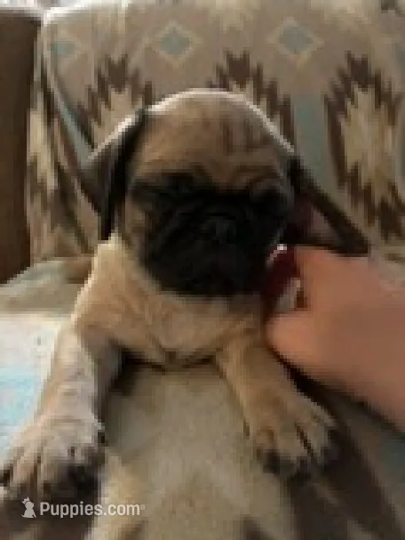 Pudgy – Pug puppy for sale in Wichita, KS