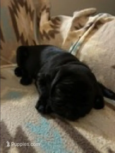 Knight – Pug puppy for sale in Wichita, KS