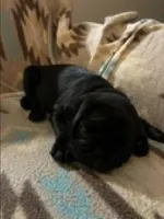 Knight, a male Pug for sale in Wichita, KS – 2 of 8