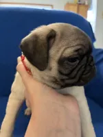 Ms Squeakers, a female Pug for sale in Wichita, KS – Photo 4 of 9