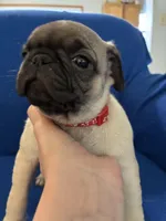 Ms Squeakers, a female Pug for sale in Wichita, KS – Photo 5 of 9