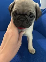 Ms Squeakers, a female Pug for sale in Wichita, KS – Photo 1 of 9