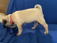 Ms Squeakers, a female Pug for sale in Wichita, KS – Photo 8 of 9