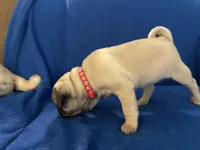 Ms Squeakers, a female Pug for sale in Wichita, KS – Photo 6 of 9