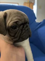 Ms Squeakers, a female Pug for sale in Wichita, KS – Photo 3 of 9