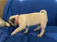 Ms Squeakers, a female Pug for sale in Wichita, KS – Photo 7 of 9