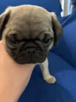 Ms Squeakers, a female Pug for sale in Wichita, KS – Photo 9 of 9