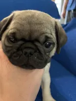 Ms Squeakers, a female Pug for sale in Wichita, KS – Photo 2 of 9