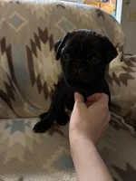 Terror, a female Pug for sale in Wichita, KS – 5 of 8