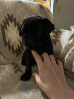 Terror, a female Pug for sale in Wichita, KS – 6 of 8