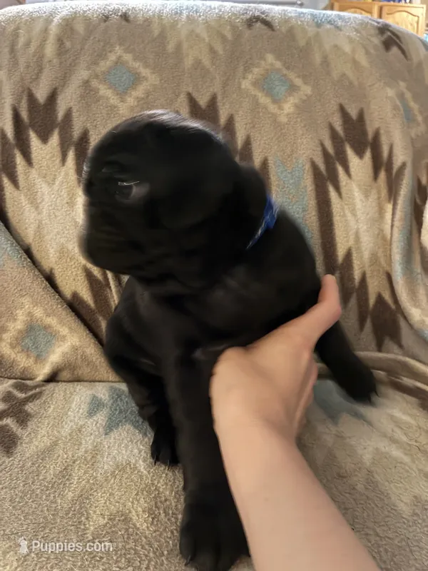 Terror – Pug puppy for sale in Wichita, KS
