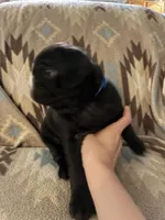 Terror, a female Pug for sale in Wichita, KS – 1 of 8