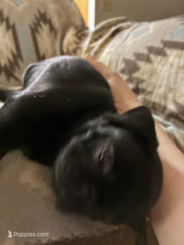 Squiggles – Pug puppy for sale in Wichita, KS