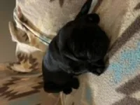 Knight, a male Pug for sale in Wichita, KS – 3 of 8