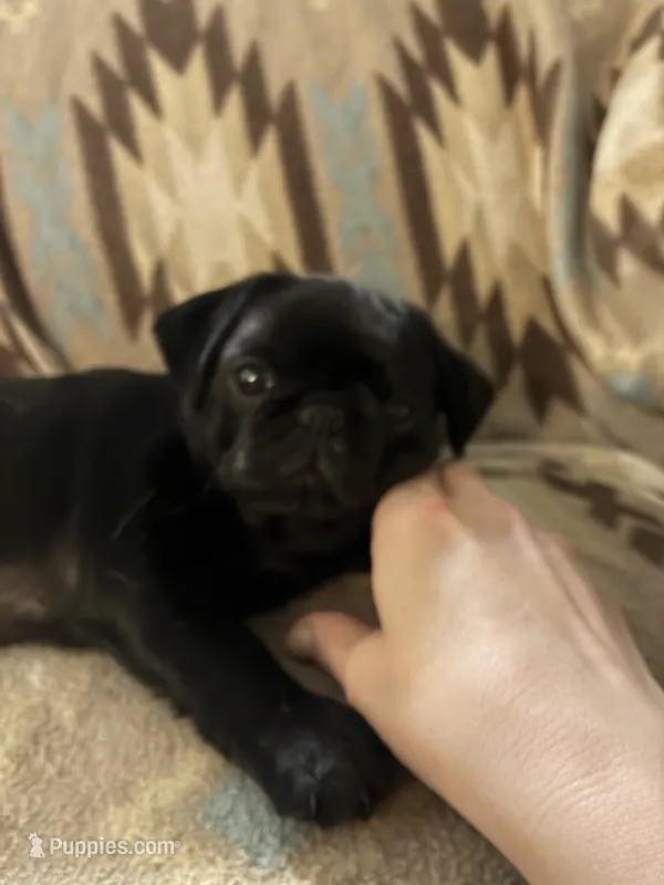 Squirm – Pug puppy for sale in Wichita, KS