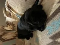 Knight, a male Pug for sale in Wichita, KS – 4 of 8