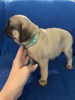Mr Stud Muffin, a male Pug for sale in Wichita, KS – Photo 8 of 8