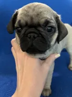 Mr Stud Muffin, a male Pug for sale in Wichita, KS – Photo 4 of 8