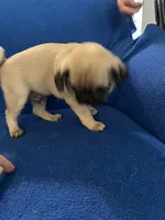 Mr Stud Muffin, a male Pug for sale in Wichita, KS – Photo 5 of 8