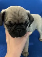 Mr Stud Muffin, a male Pug for sale in Wichita, KS – Photo 2 of 8