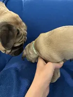 Mr Stud Muffin, a male Pug for sale in Wichita, KS – Photo 7 of 8